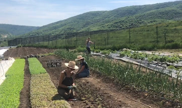 Volunteer for the Summer and Get Free Veggies!