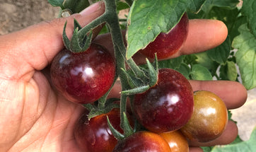 Seed Ordering Has Begun