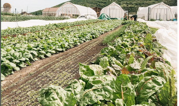 Volunteer opportunity!