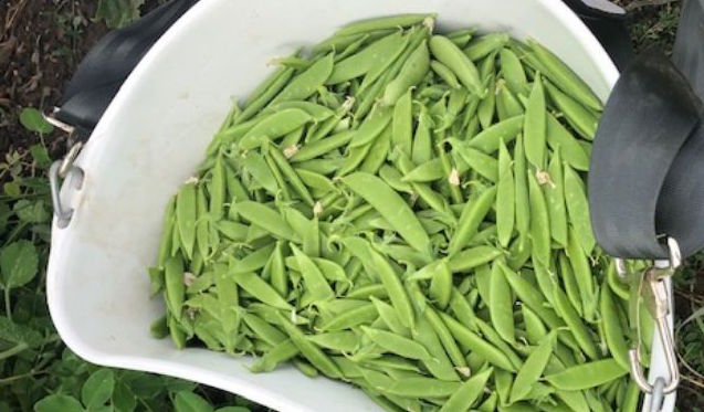 Featured Vegetable: Snap Peas