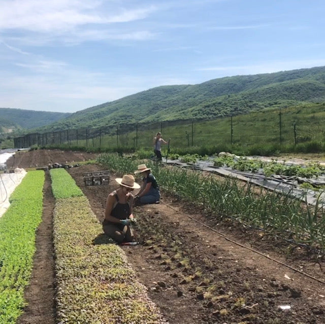 Volunteer for the Summer and Get Free Veggies!