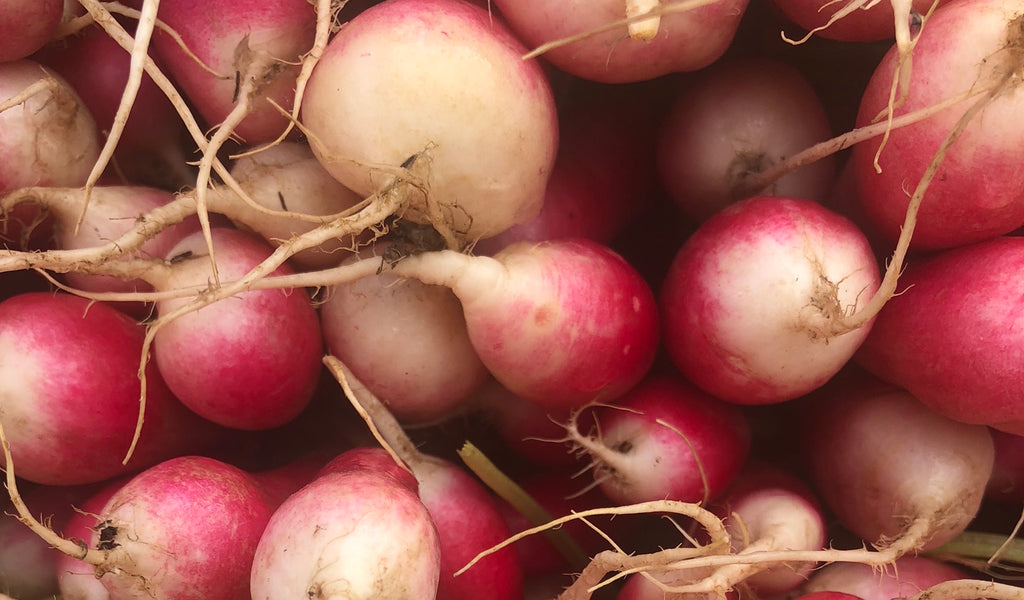 Featured Vegetable: Radishes