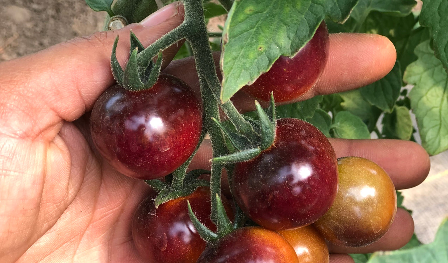 Seed Ordering Has Begun