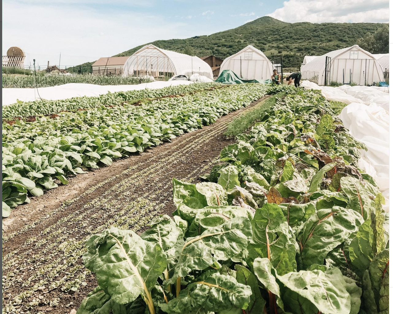 Volunteer opportunity!