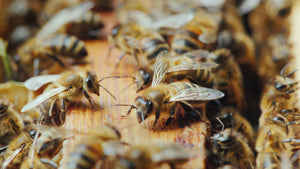 10 Things You May Not Know About Bees